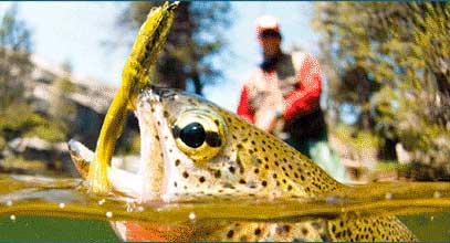 Discover Fly Fishing Lessons for Beginners in Alberta