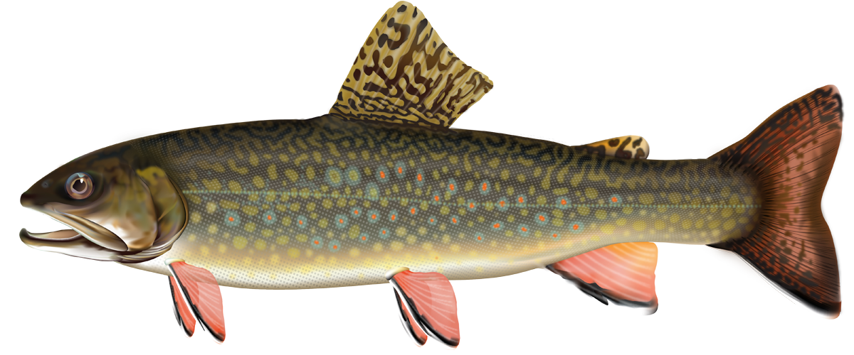 Brook trout drawing