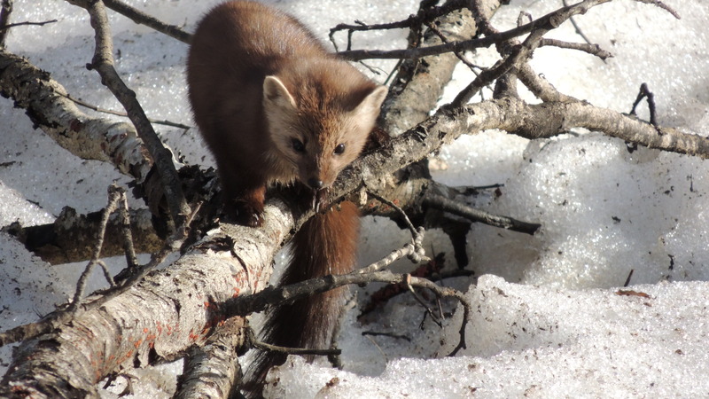 Marten with brown fur sitting on a log