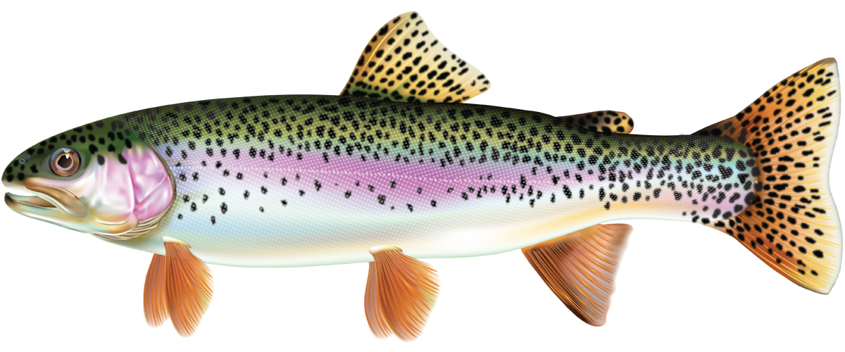 Rainbow trout drawing