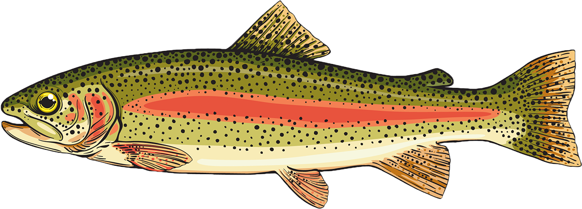 Drawn Rainbow trout
