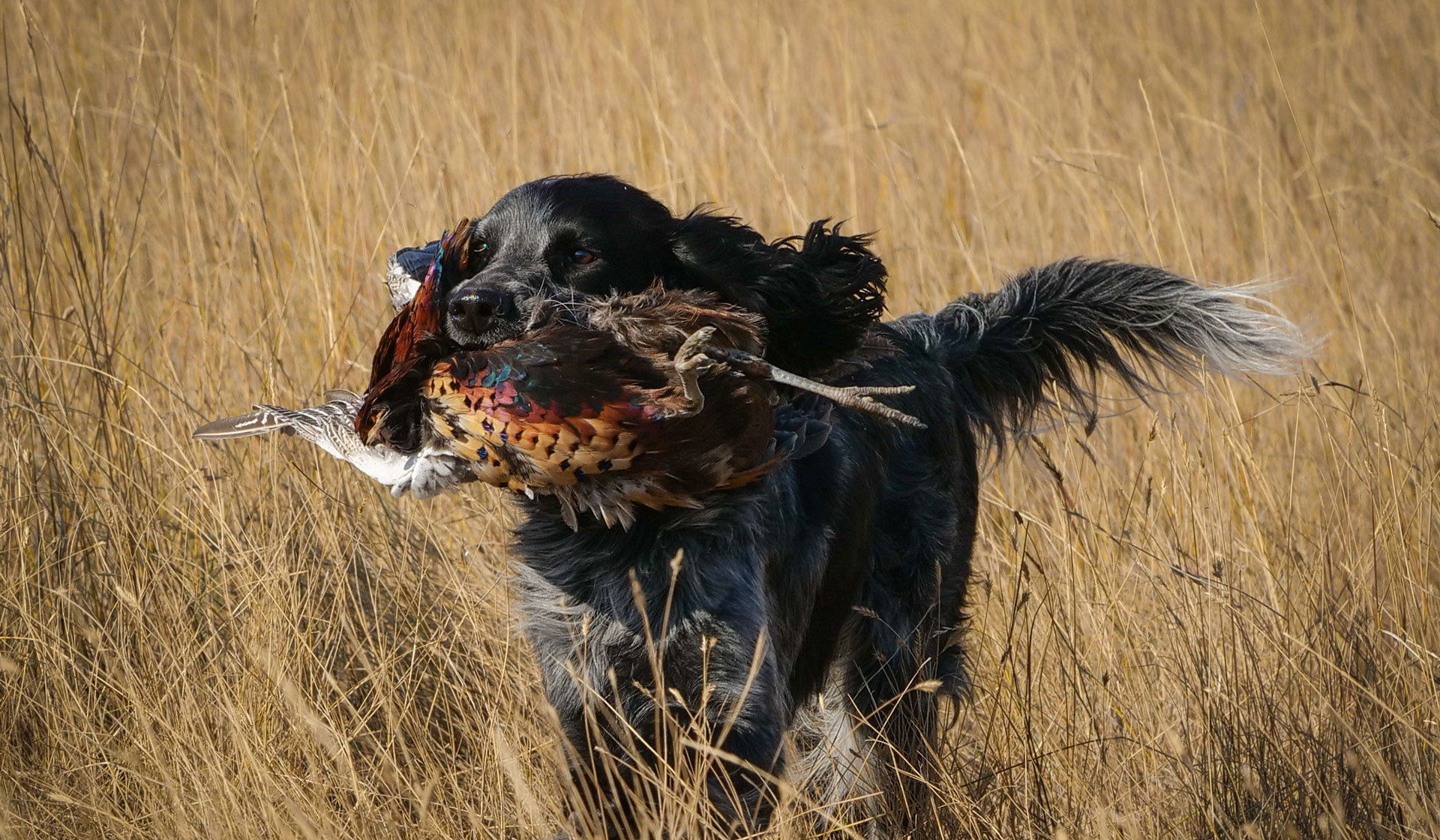 dog carrying a pheasant in its mouth