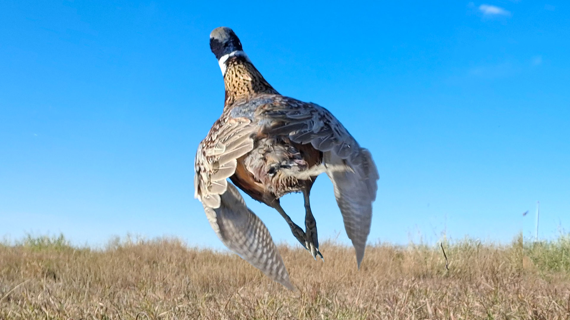 Pheasant flying away from the camera