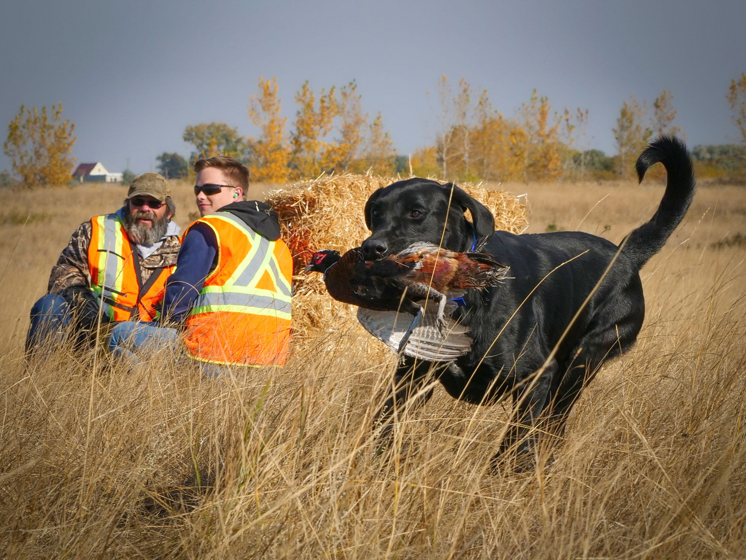 2 workers watching as a dog carries a pheasant in its mouth