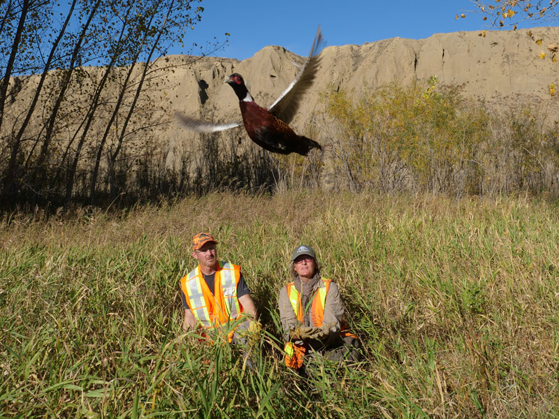 2 workers releasing a pheasant into a field