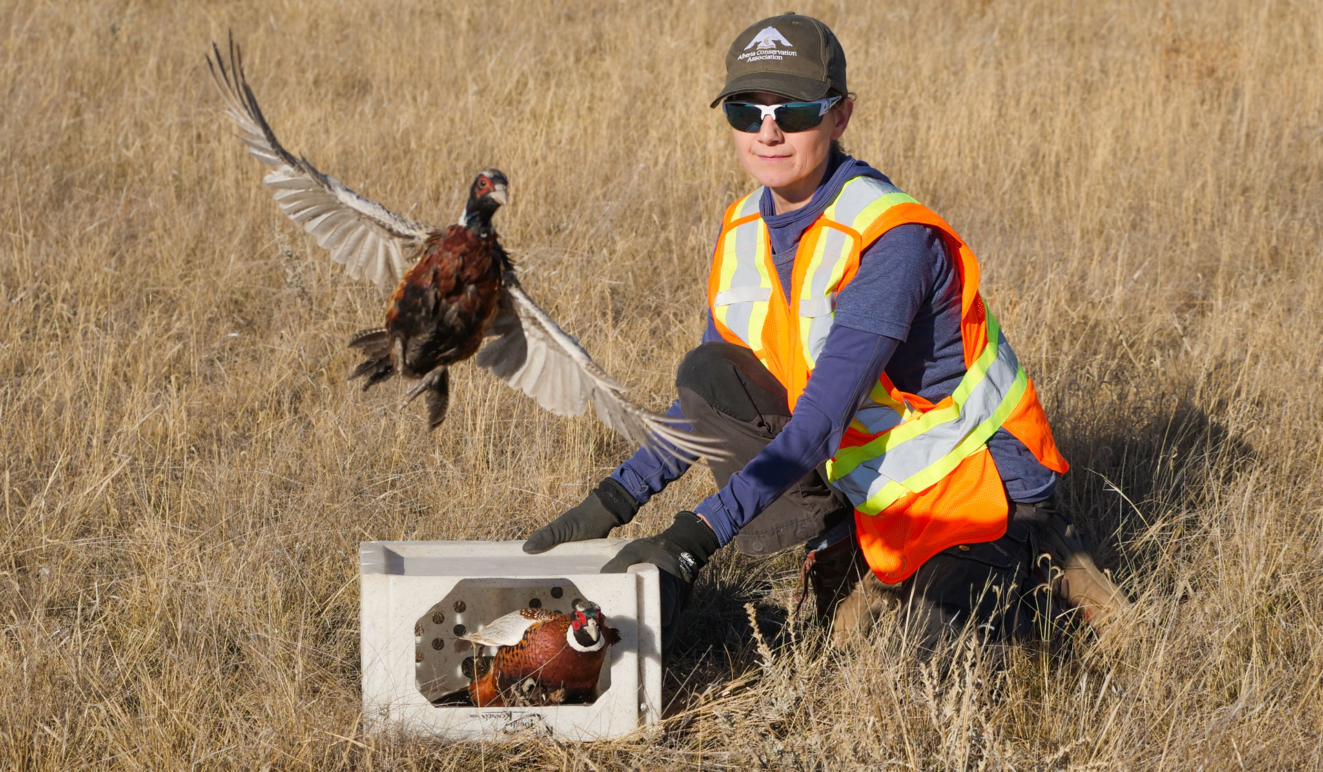 Worker releasing pheasants into a field