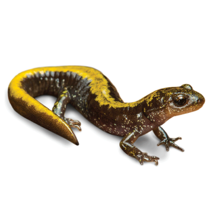 Long-toed Salamander