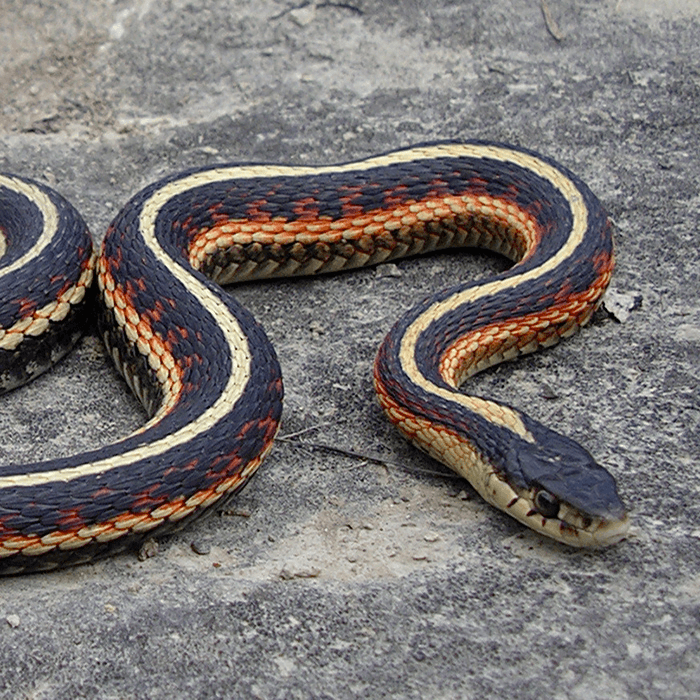 Red-sided Gartersnake - ACA