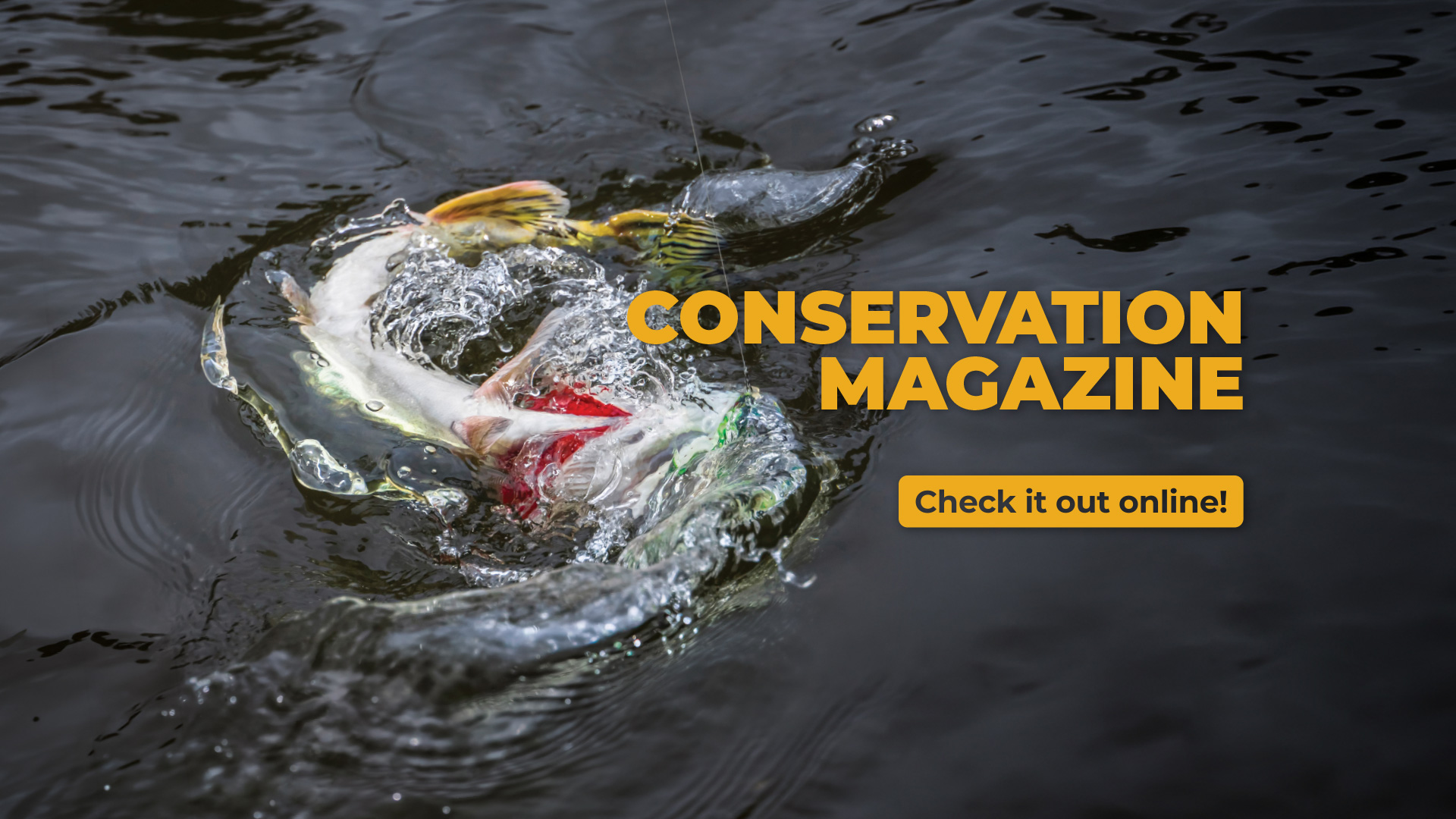 Conservation Magazine Front Page, Fish caught on a hook