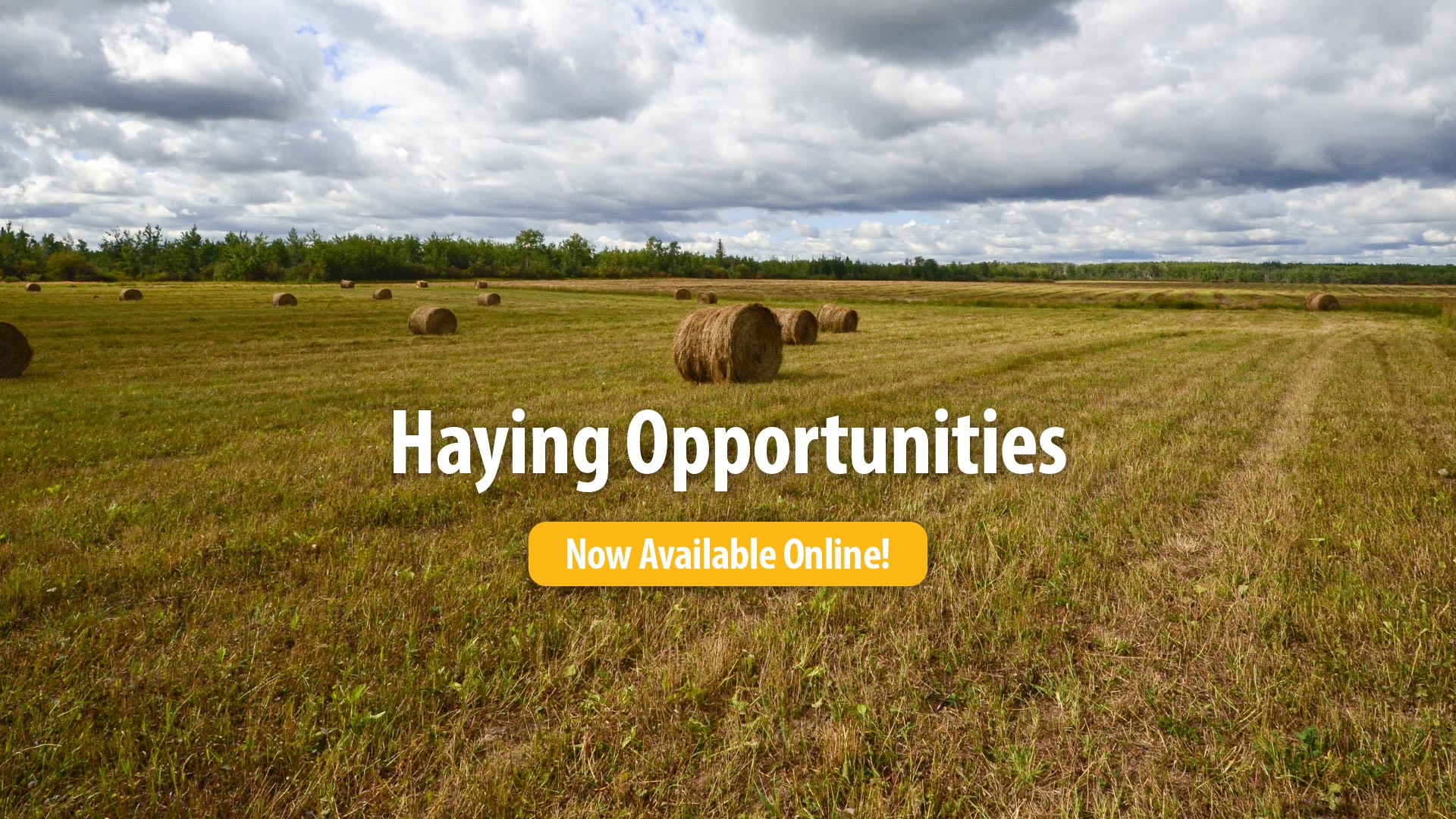 Haying Opportunities in Alberta