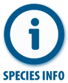 Species Info