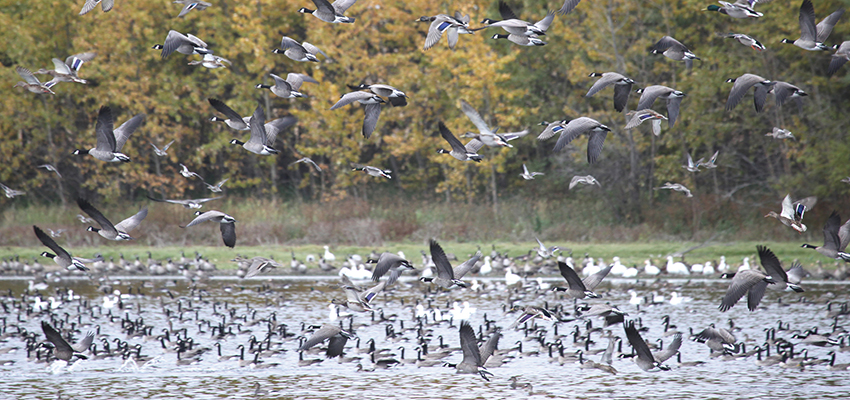 Avian Flu