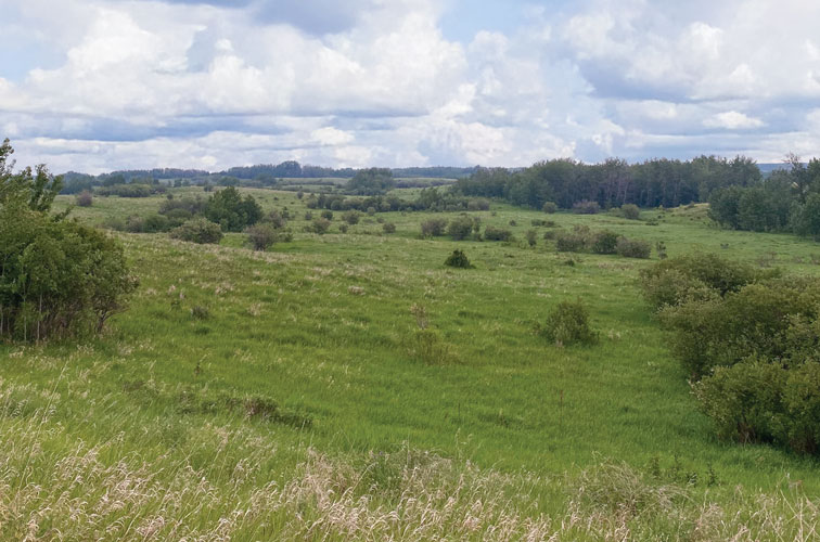 View of excellent upland game bird habitat