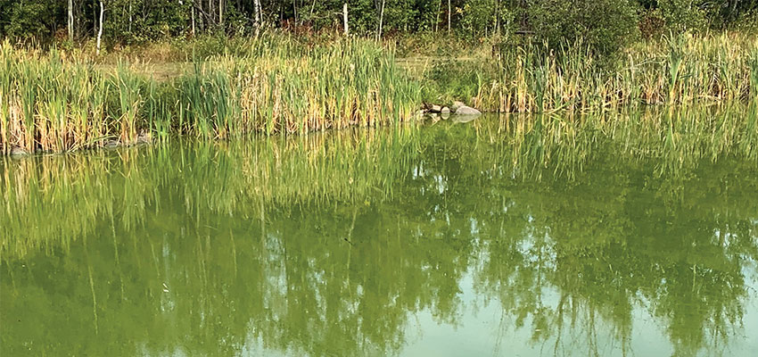 When Your Favourite Fishing Spot Turns Green