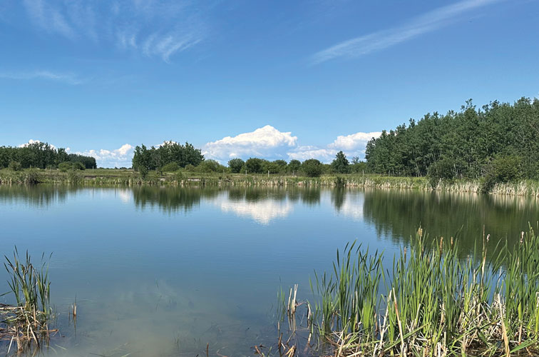 Rainbow Park Pond after alum treatment.