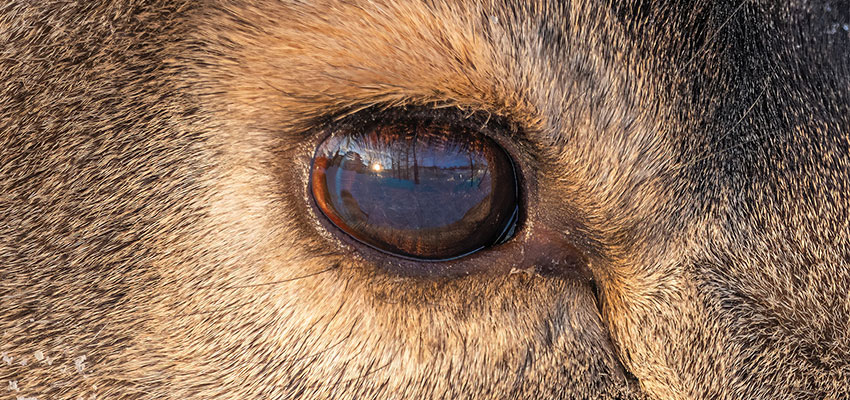 The Secret Lives of Mule Deer