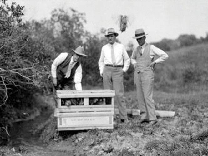 Judge Austin de Bernis Winter releasing ring-neck pheasants, Alberta