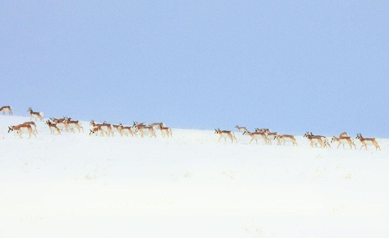 pronghorn walking in a snowy field