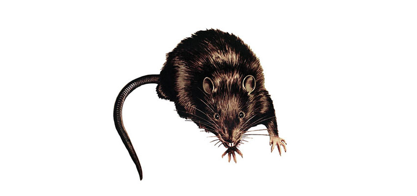Rat-Free Alberta: