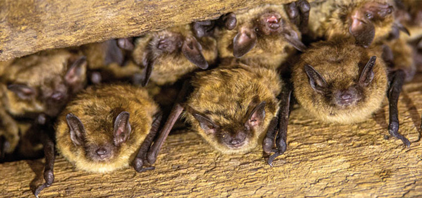 The Plight of Alberta Bats
