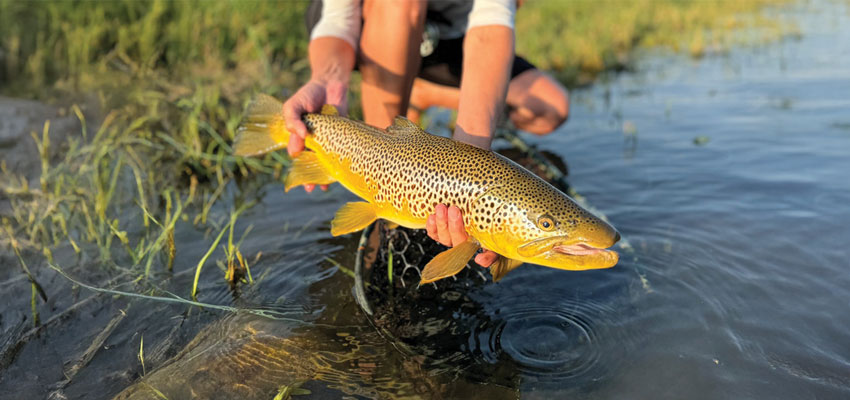 The Brown Trout