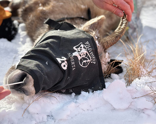 Wild sheep disease management in action: taking biological samples from anaesthetized wild sheep.