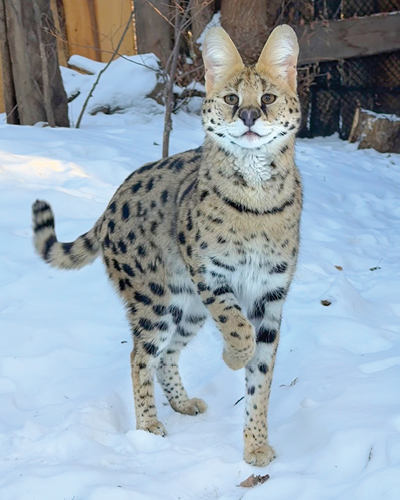 Rescued serval cat