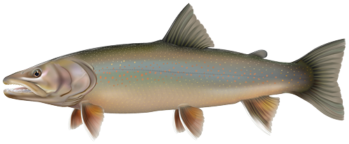 Bull Trout Illustration
