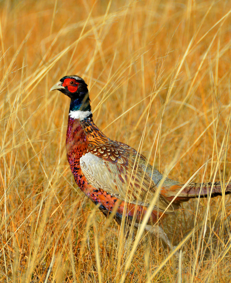 Pheasant standing in a field