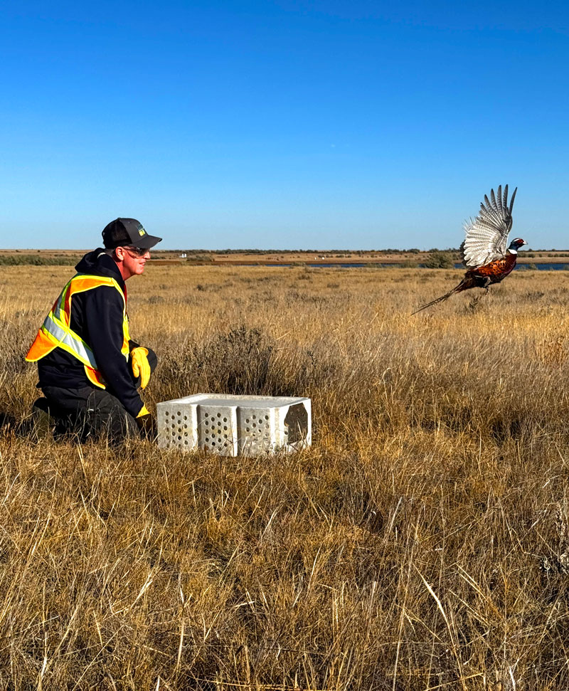 pheasant released onto the prairies
