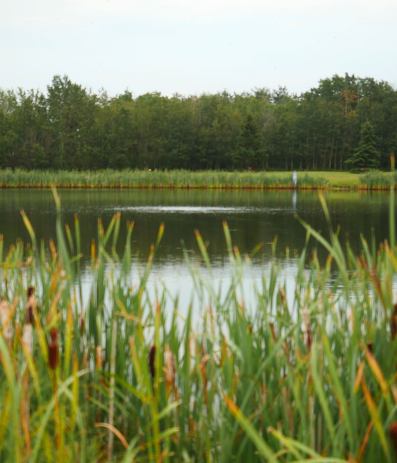Telegraph pond