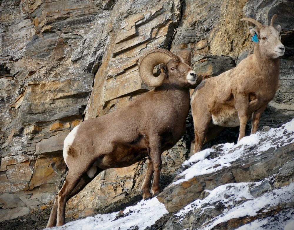 <p>Is there an association between male Rocky Mountain bighorn sheep (<em>Ovis canadensis</em>) horn morphology and their reproductive success?</p>