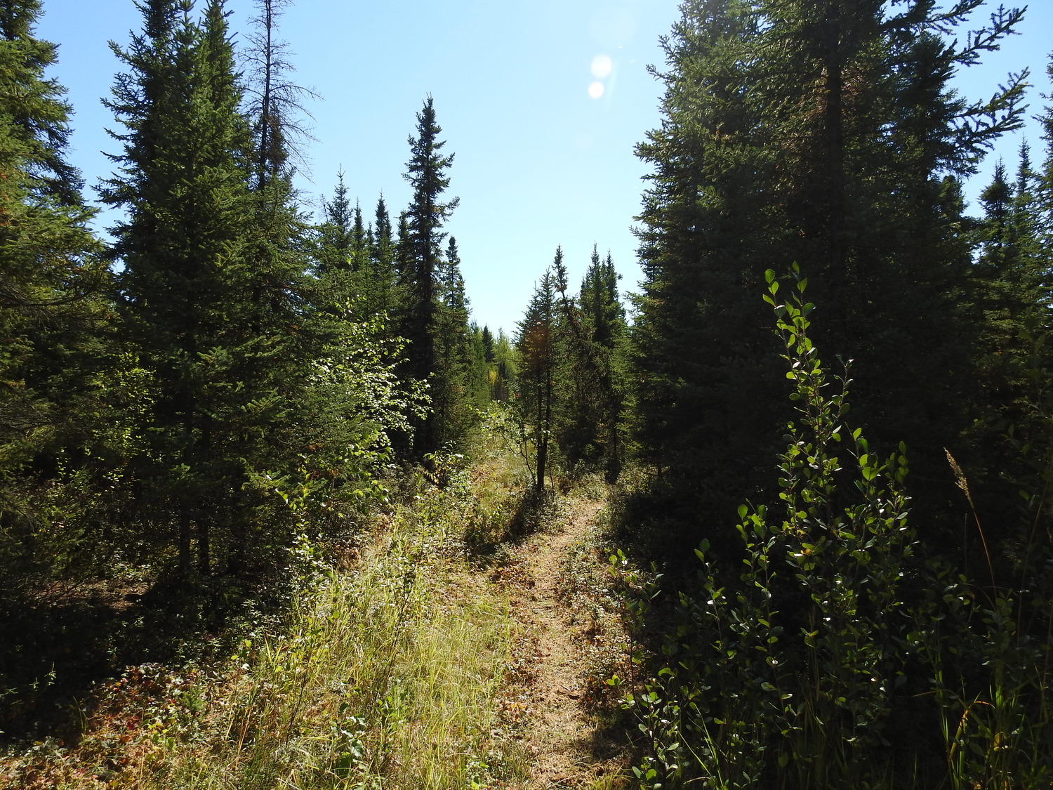 Landowner Habitat Program bush with trees and long grasses