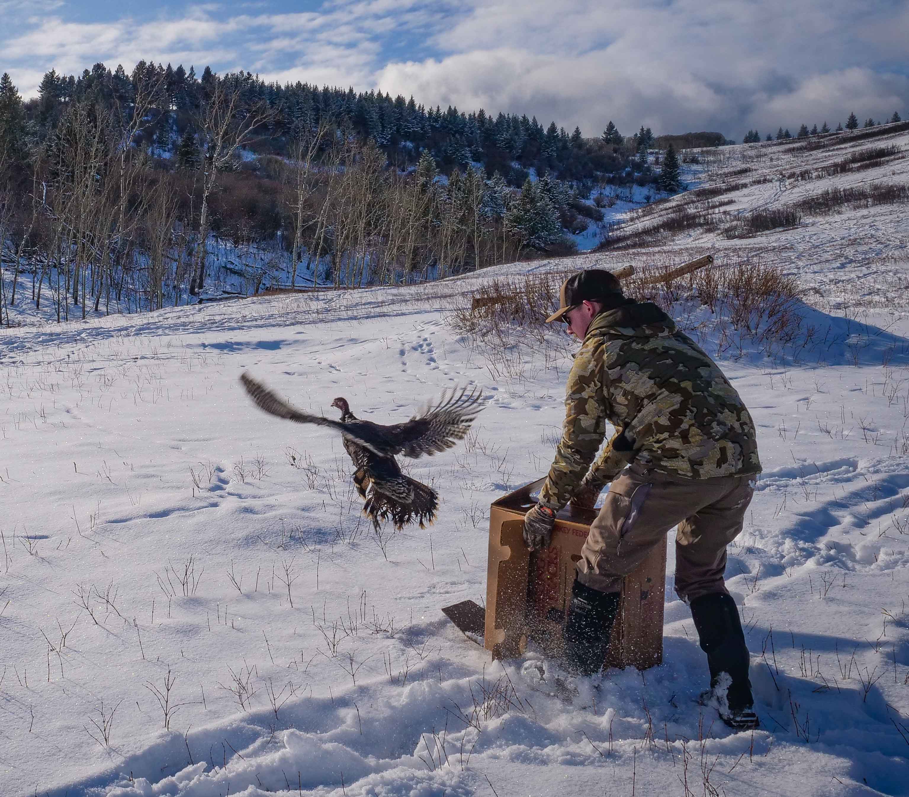 Man releases turkey from a cage in a field during winter