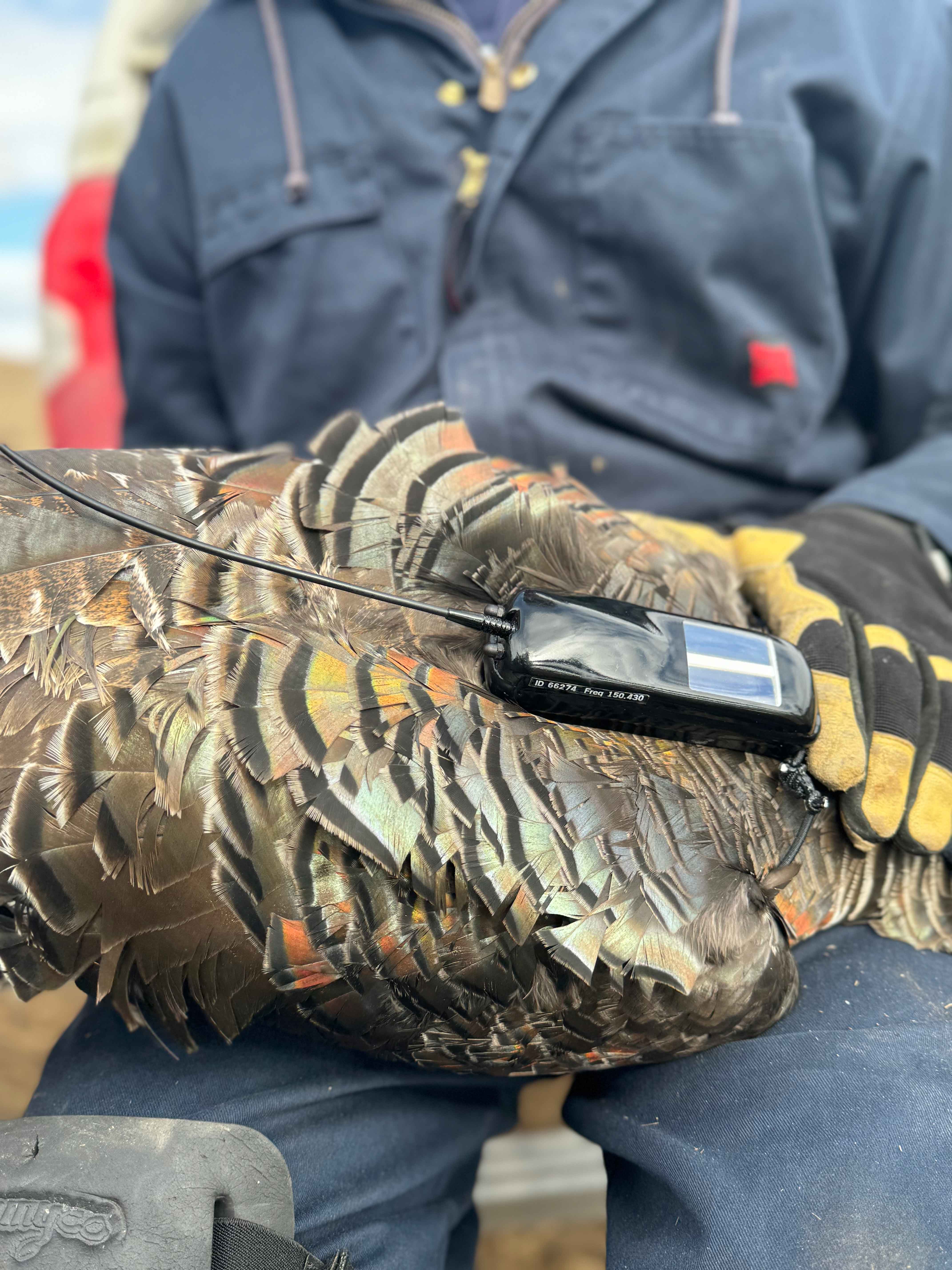 Monitoring device attached to the back of a turkey that is sitting on a persons lap