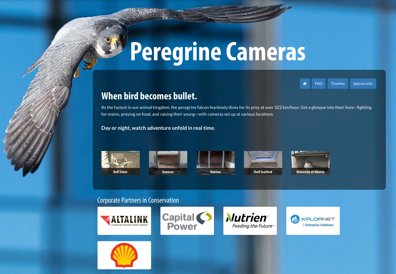 Peregrine Falcon Cameras
