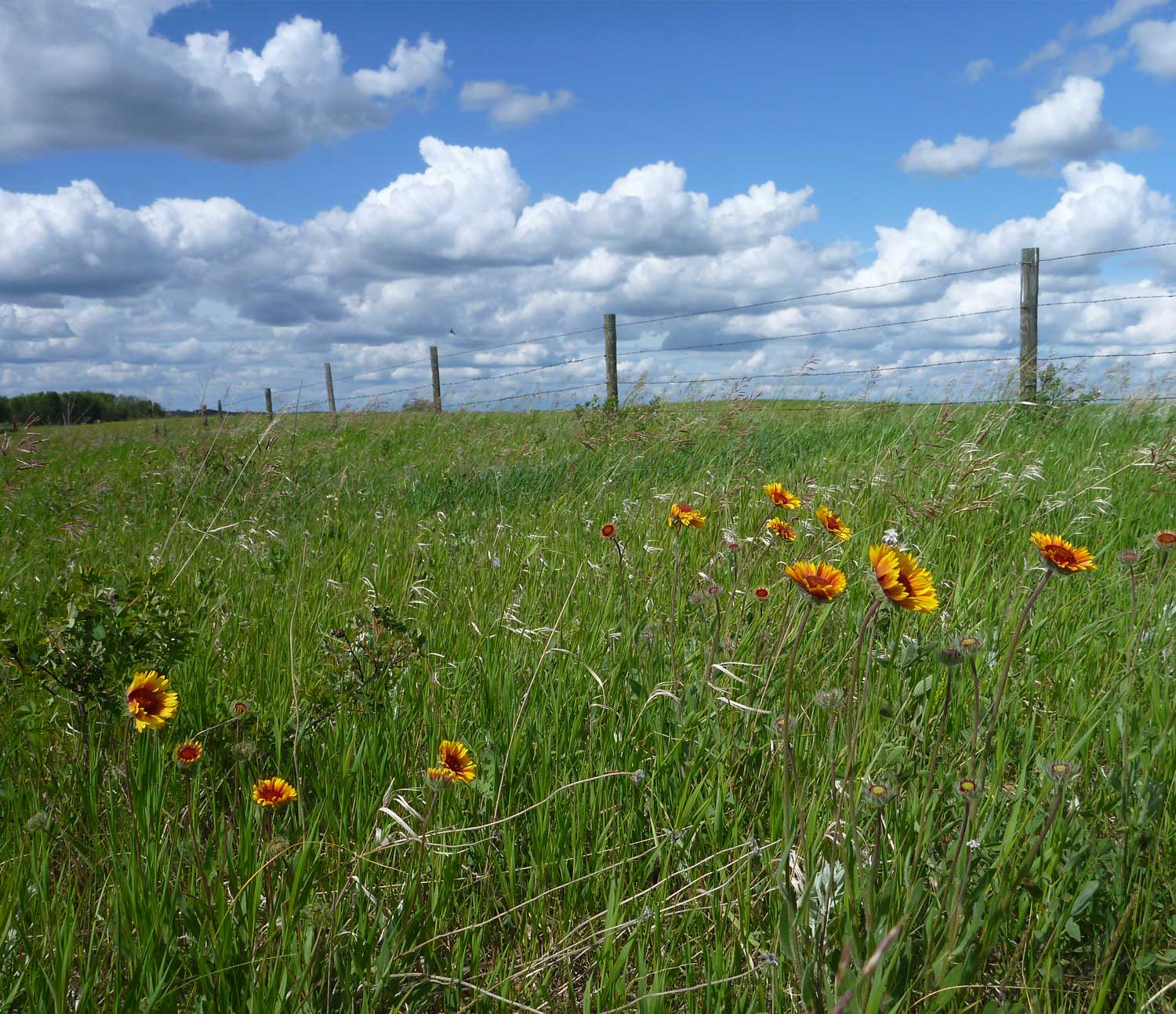 Image of a pasture with a barbed wire fence and some wildflowers growing