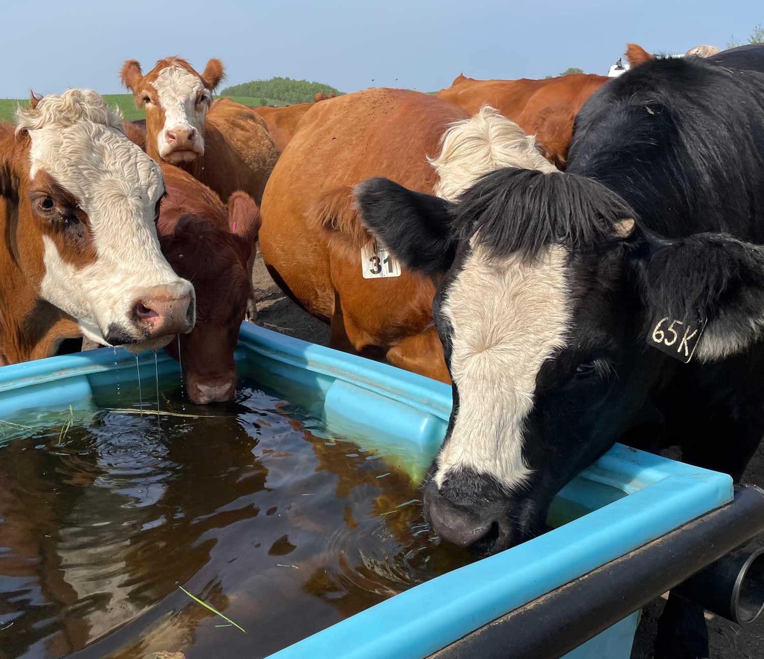 Multiple cows surrounding a water trough